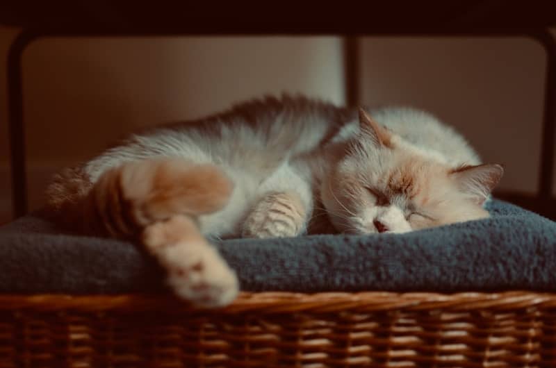 a cat is sleeping on a blanket on a chair