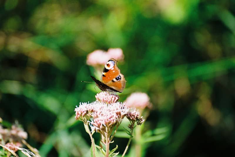 A peacock butterfly with eyespotted wings on a cluster of pink flowers