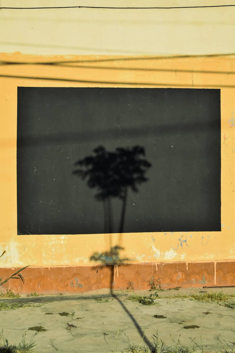 A tree shadow cast onto a black rectangular painted area on a yellow wall