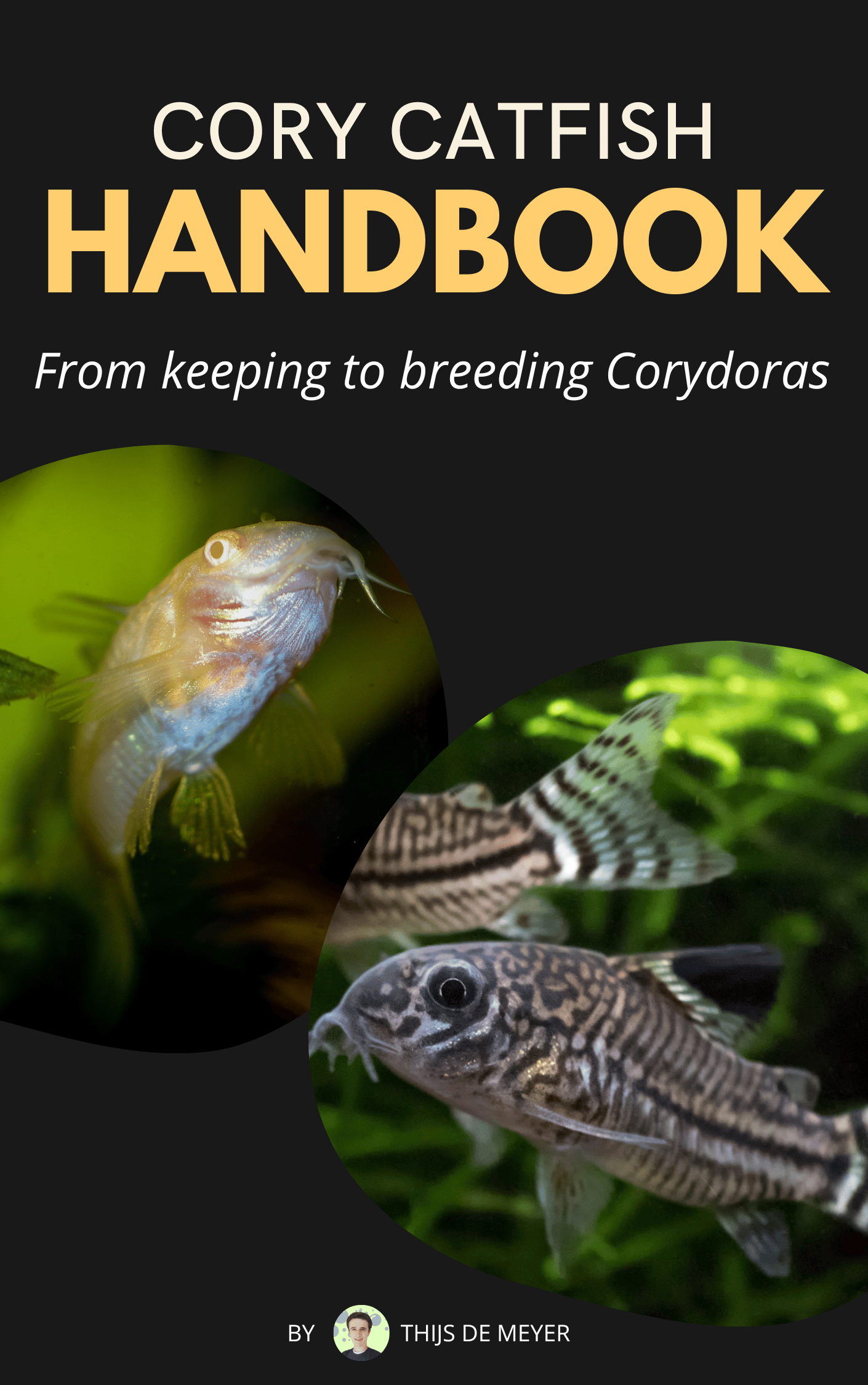 Cory Catfish Tank Mate Guide (+ 11 Best Tank Mates For Cory Catfish) |  Keeping Catfish