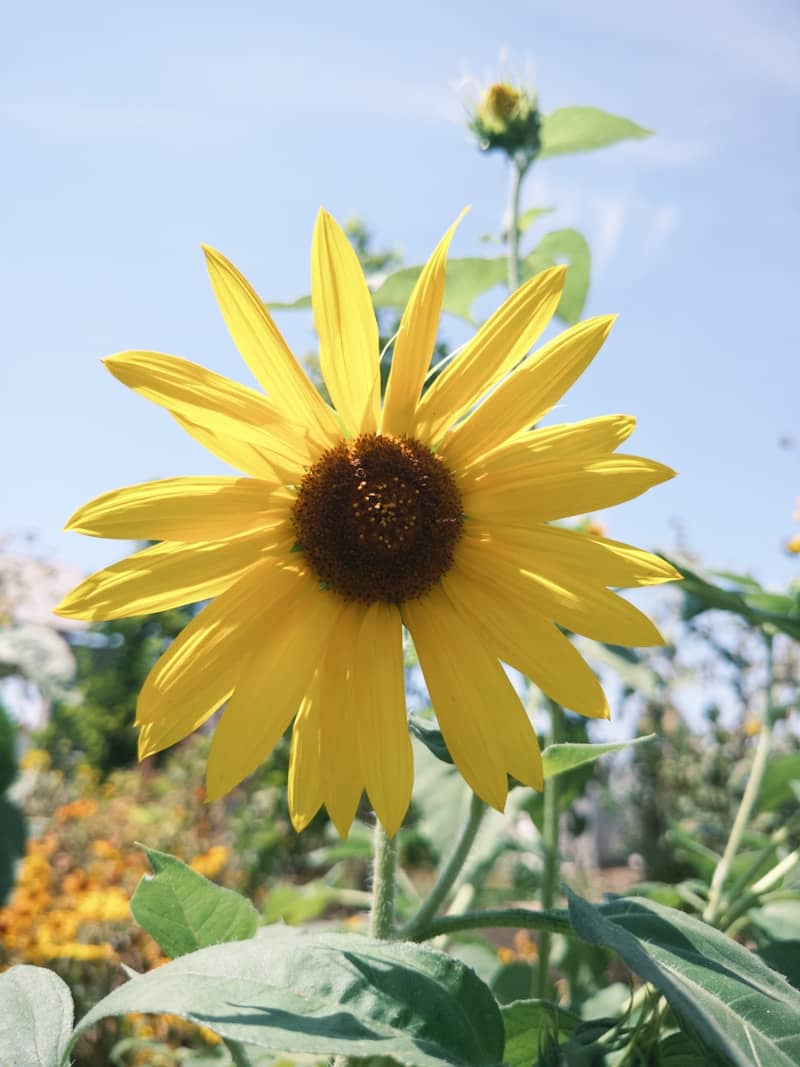 A bright yellow sunflower blooming against a clear blue sky