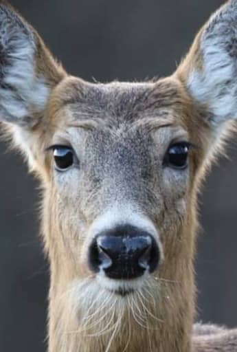 A young deer looks directly at the camera.
