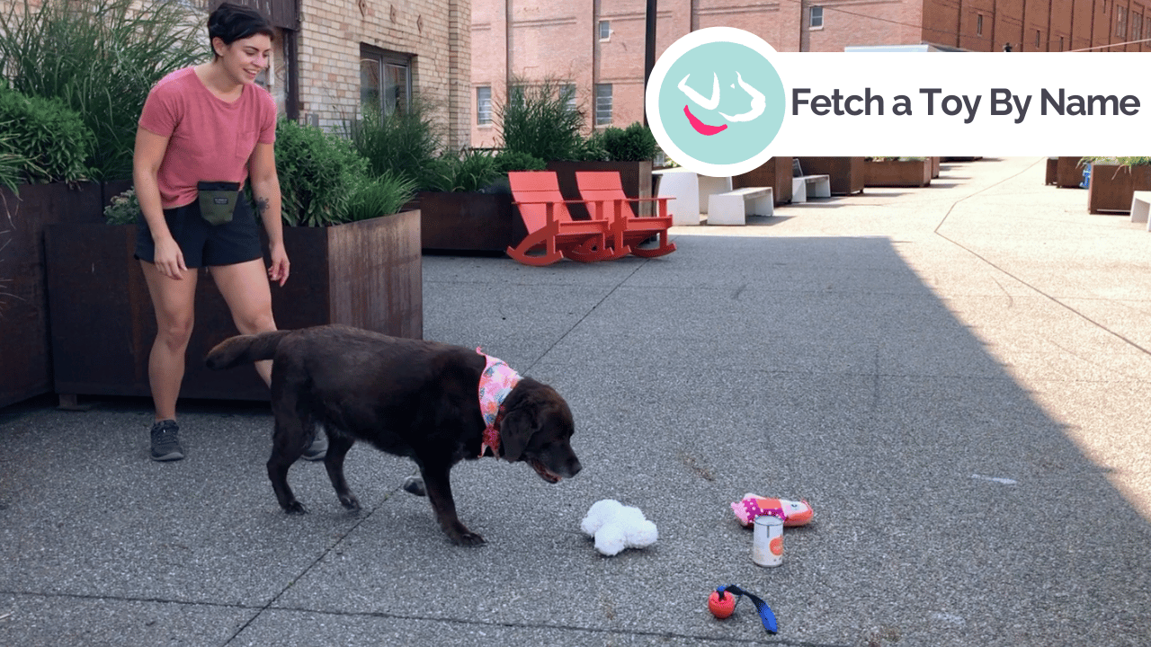 Tori smiling while her chocolate lab Lucy gets ready to “fetch a toy by name” — one of the brain games in the Mental Enrichment Activity Pack.