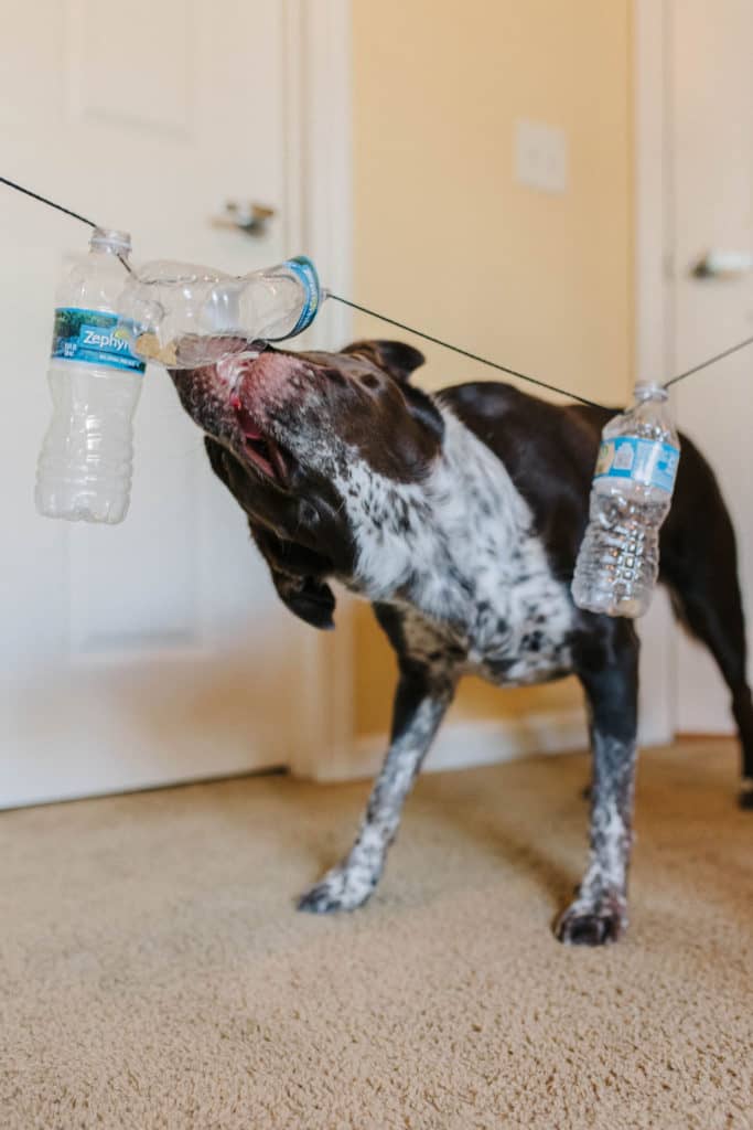 sparkles and sunshine blog DIY dog enrichment