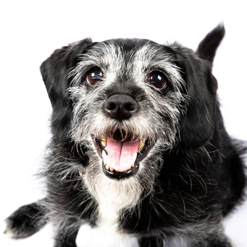 Old Dog New Tricks 10 Day Challenge