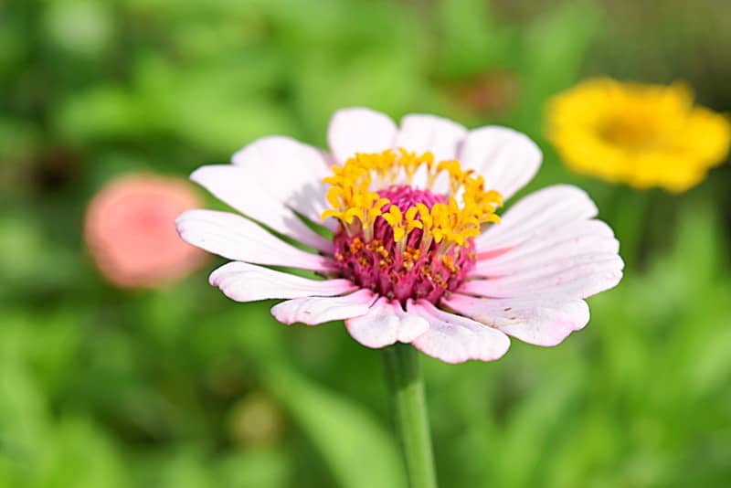 A close up of a flower in a field