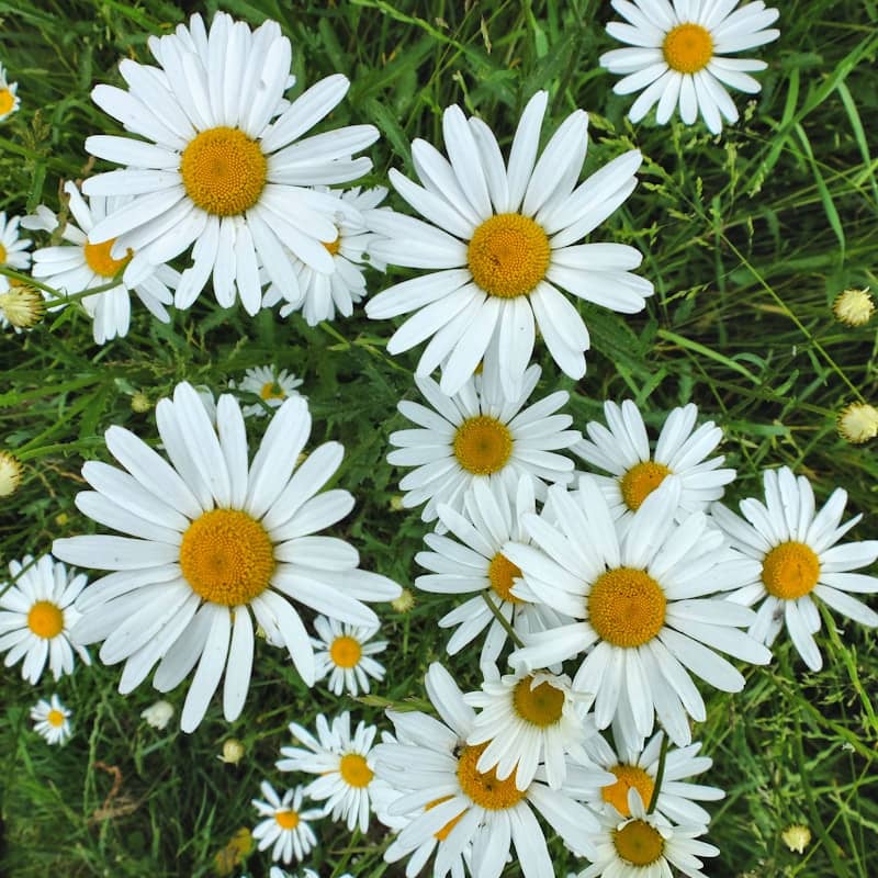 A bunch of white daisies in the grass