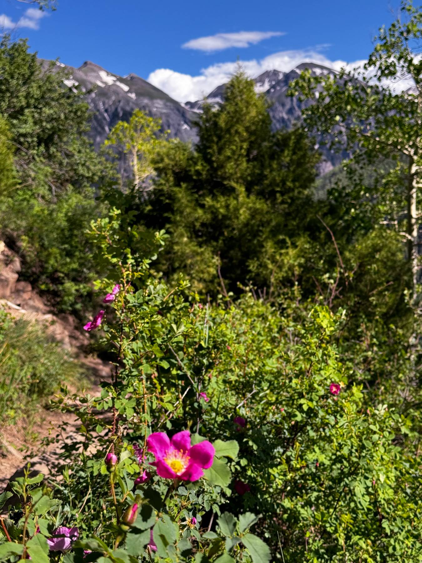 wildflowers with the mountains in the background.
