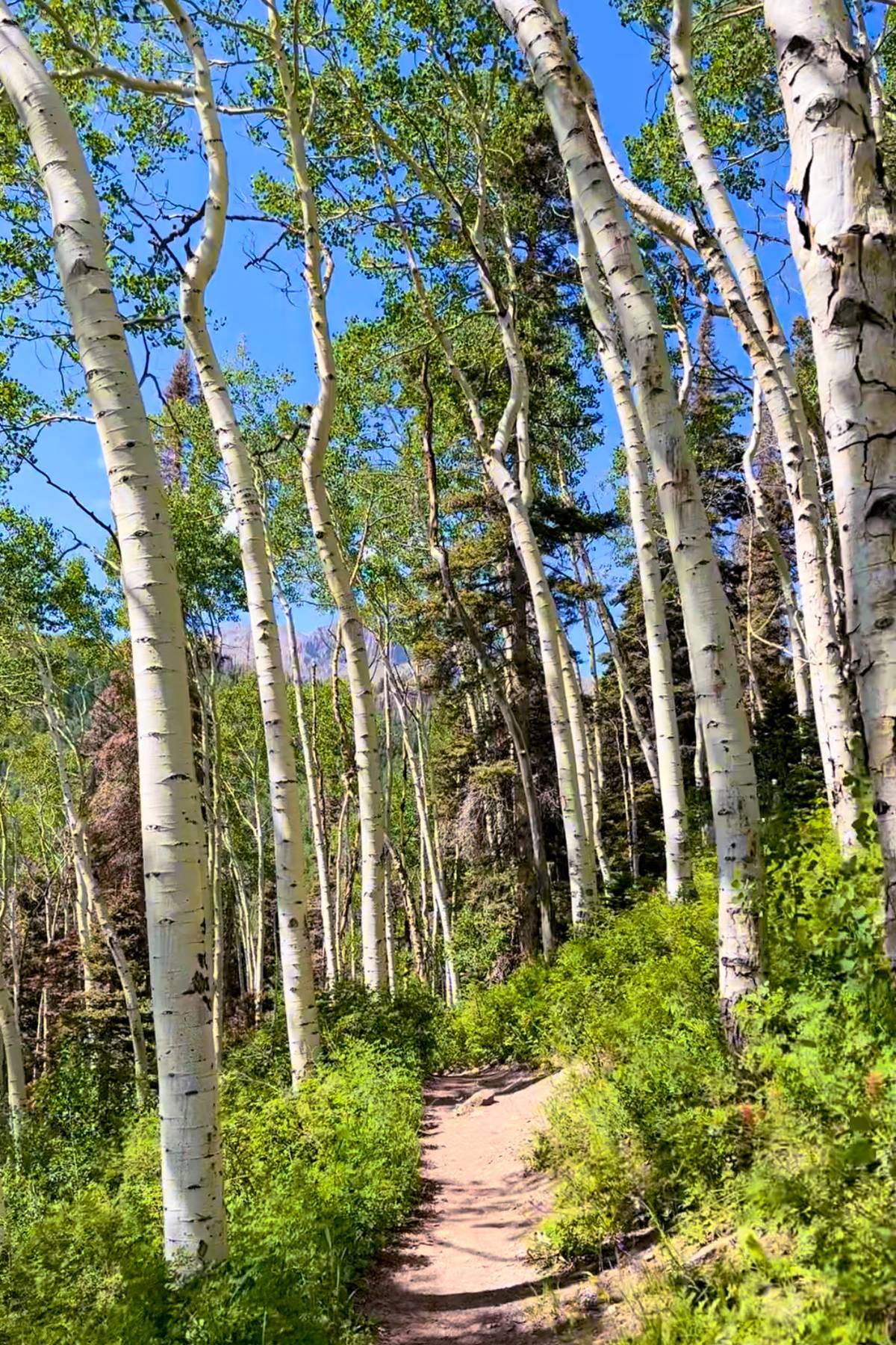 hiking trail in Colorado.