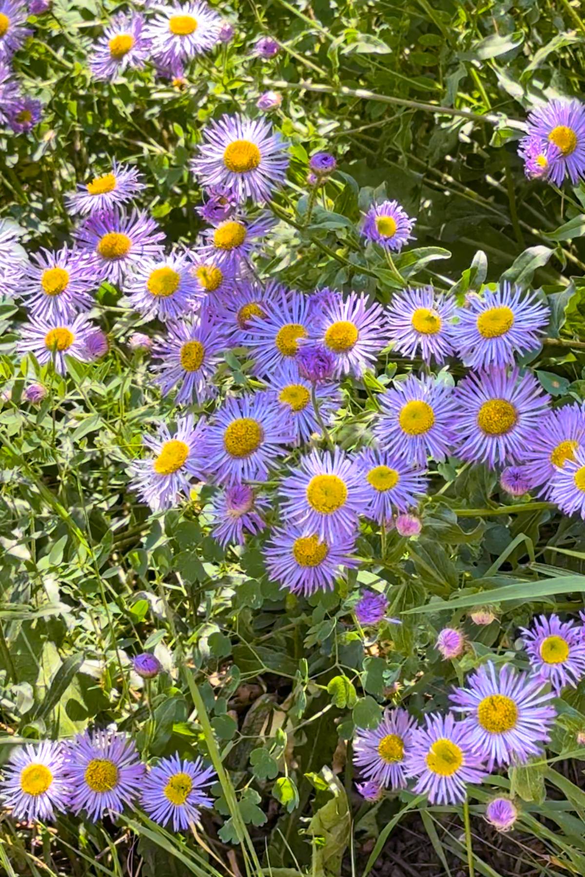 wildflowers.