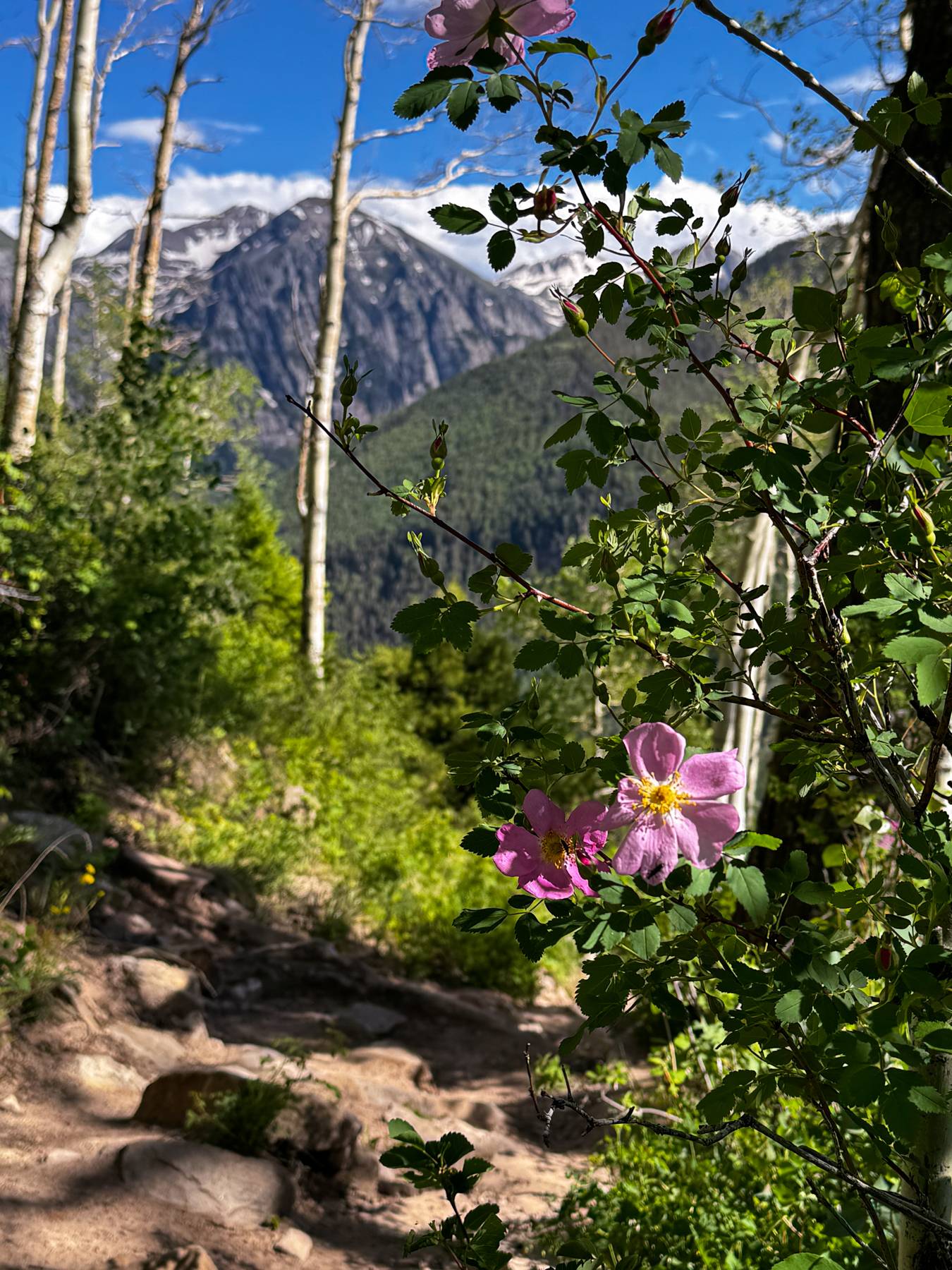 wildflowers with the mountains in the background.