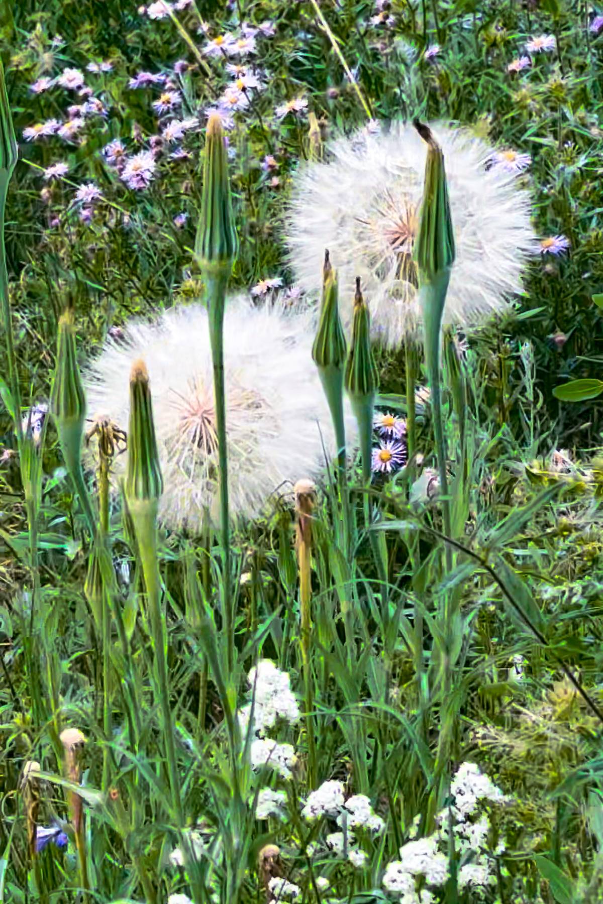 2 huge dandelions.