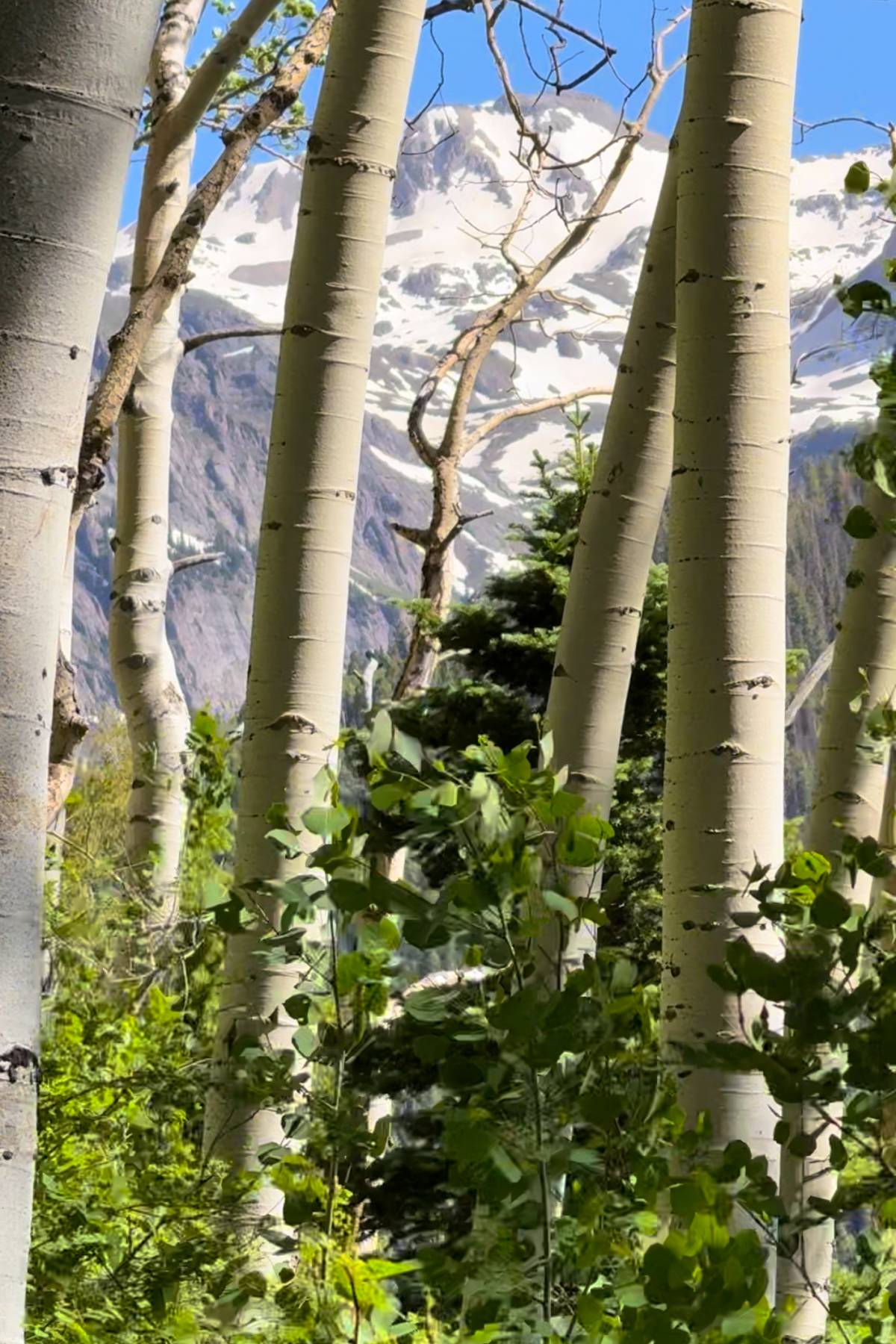 aspen trees with snow covered mountains in the background.