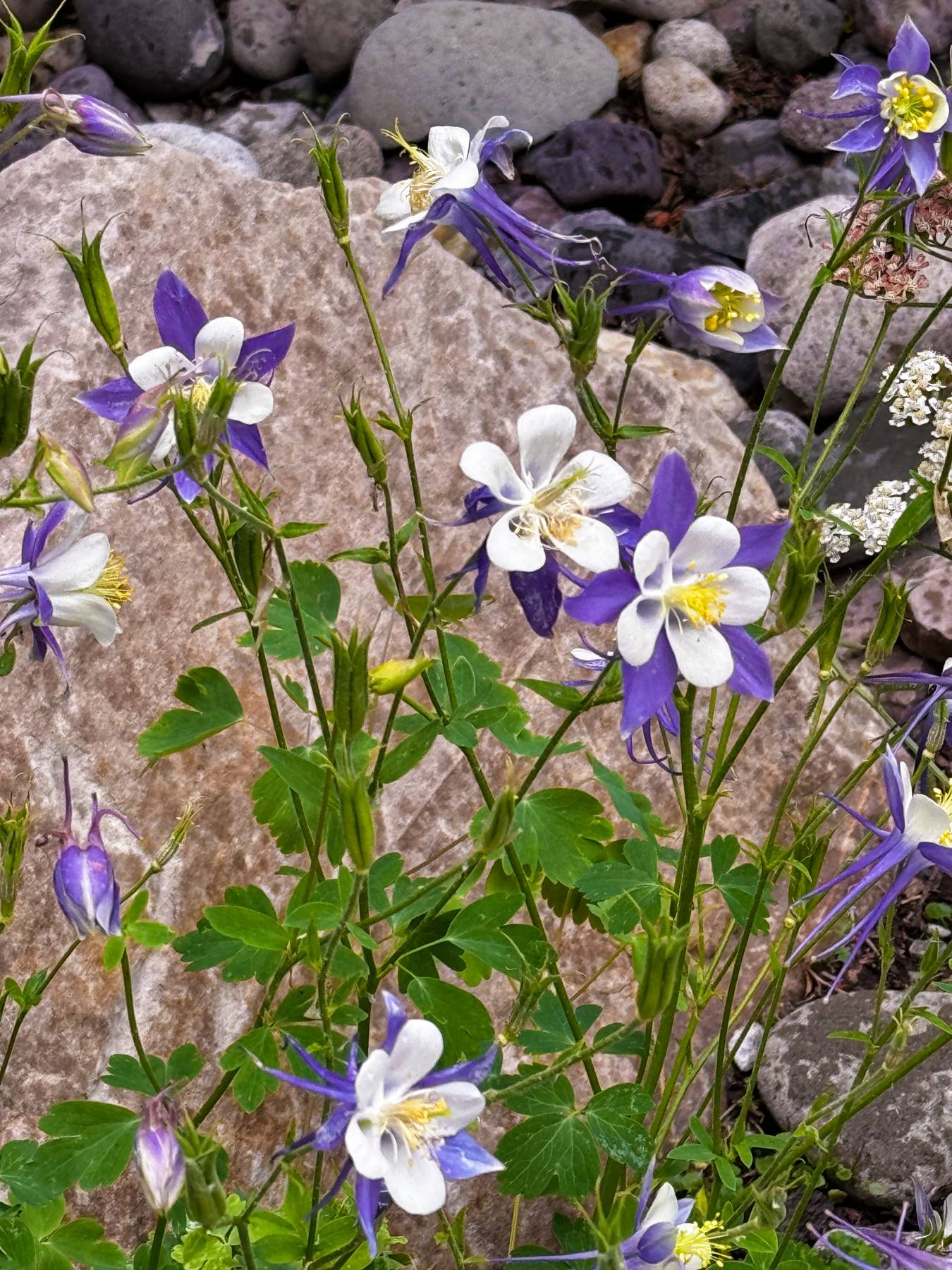 flowers