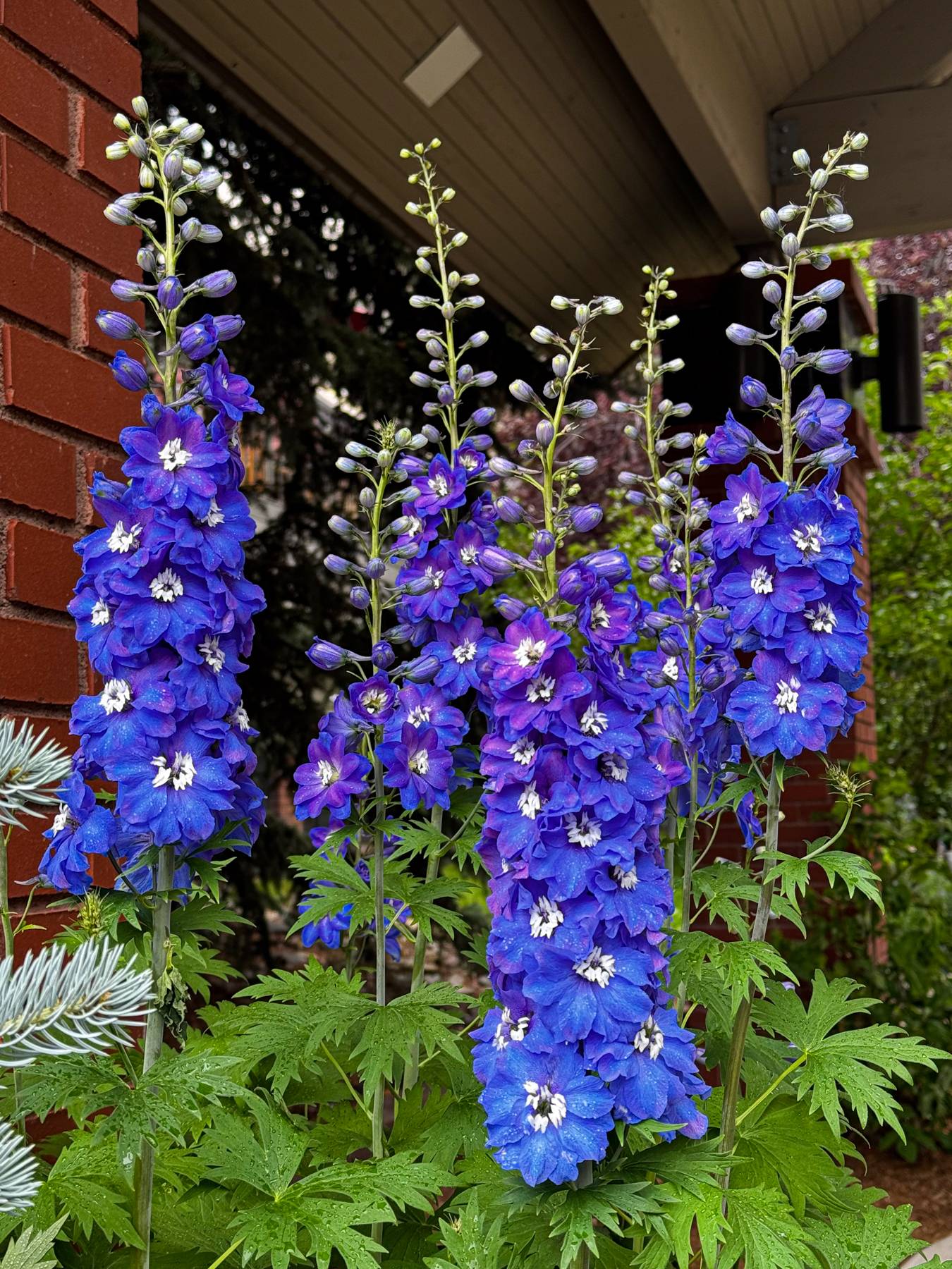 blue flowers.