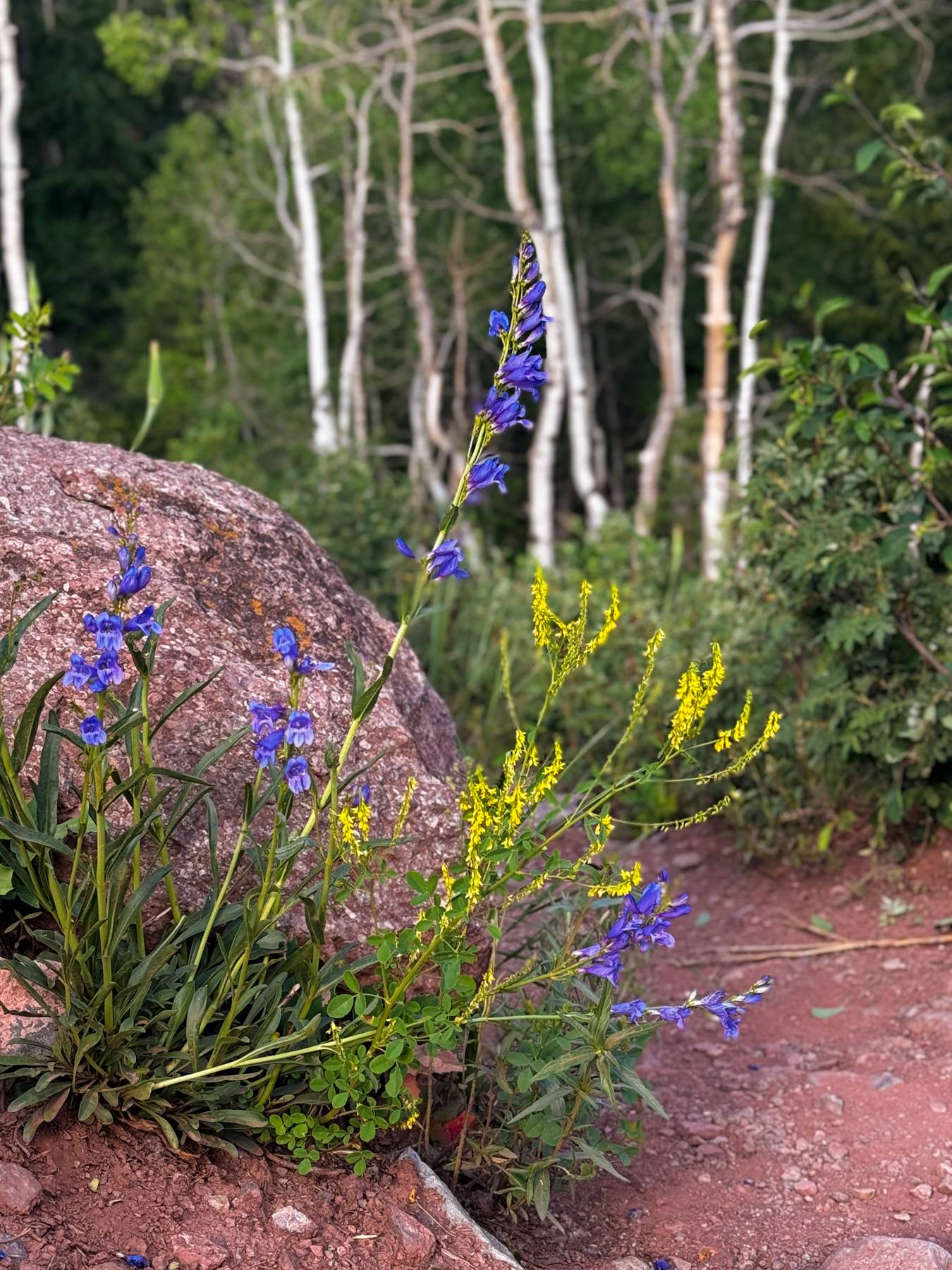 wildflowers.