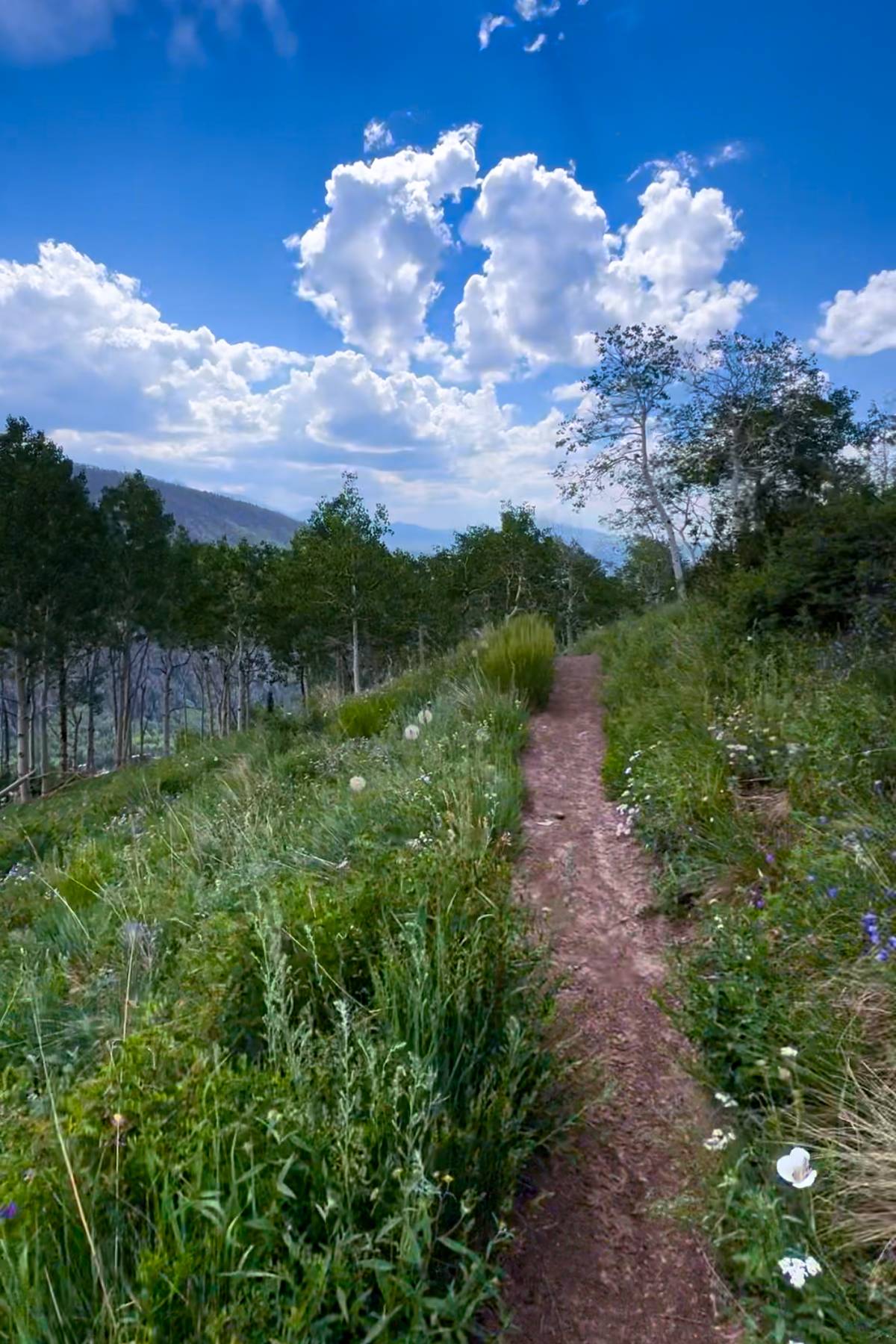 hiking trail in Colorado.