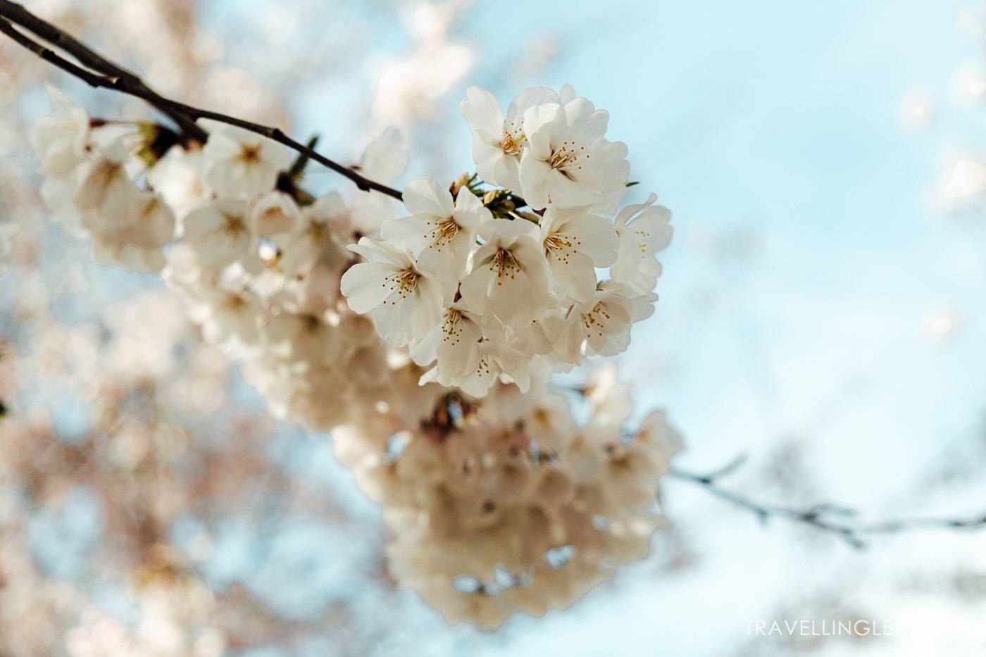 Peak cherry blossoms in Washington DC