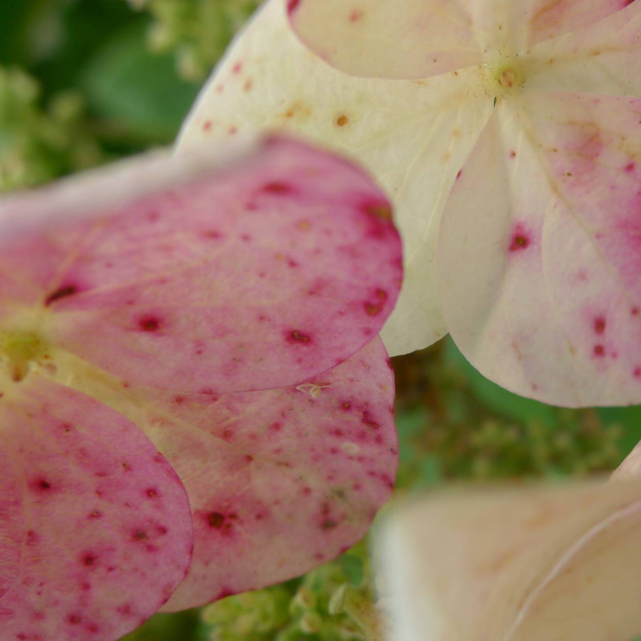 Closeup of fading pink hydrangeas