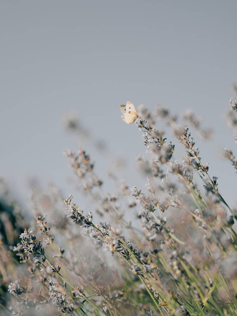 A butterfly lands on lavender.