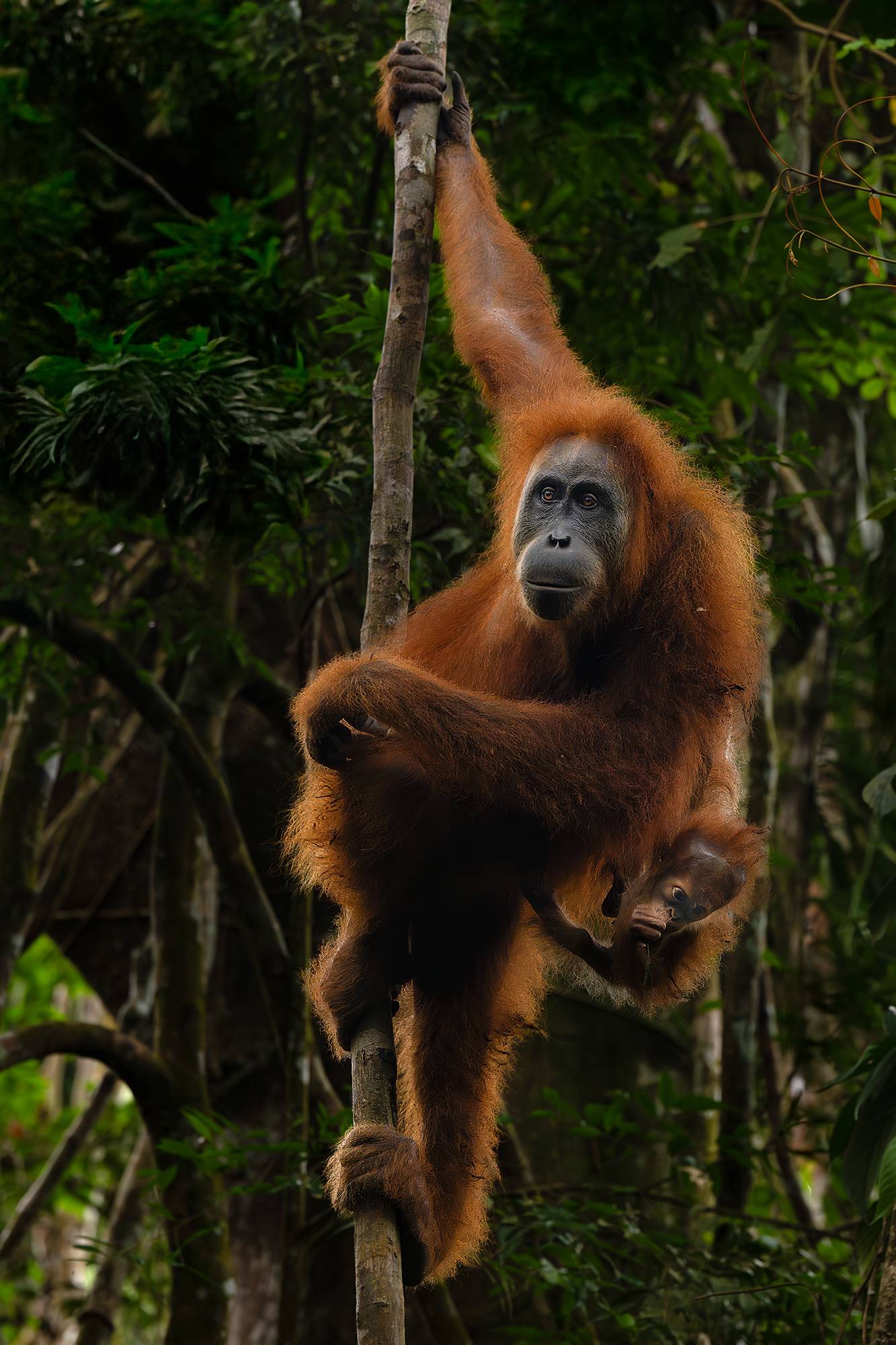 Walking Among Wild Orangutans And The People Who Protect Them The 