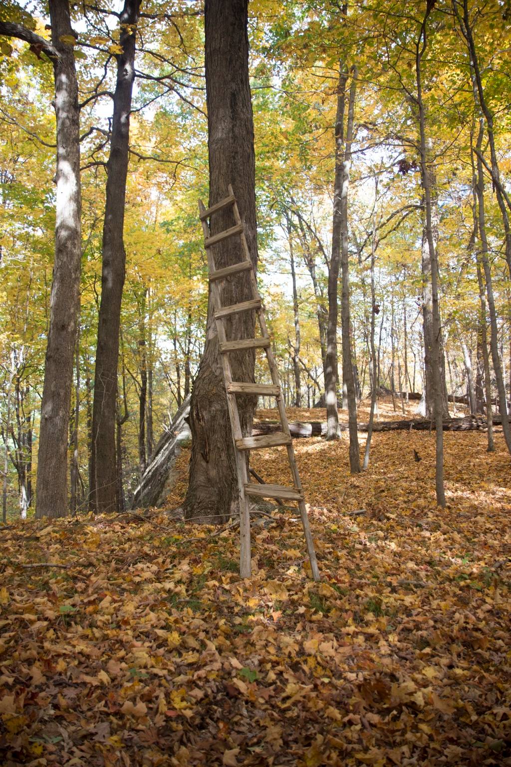 Weathered handmade wooden ladder leaning against a tall tree in an autumn forest, surrounded by slender trees and a ground thick with fallen golden-brown leaves.