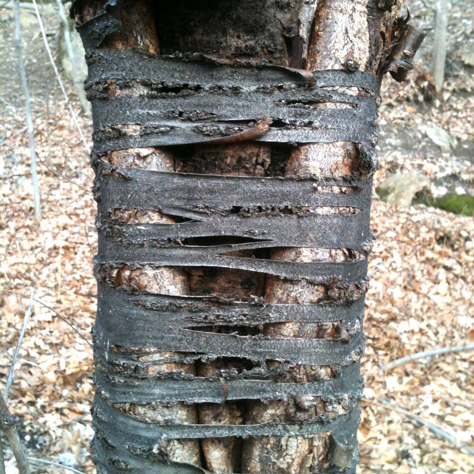 An old tree with strange bark, like lacing 