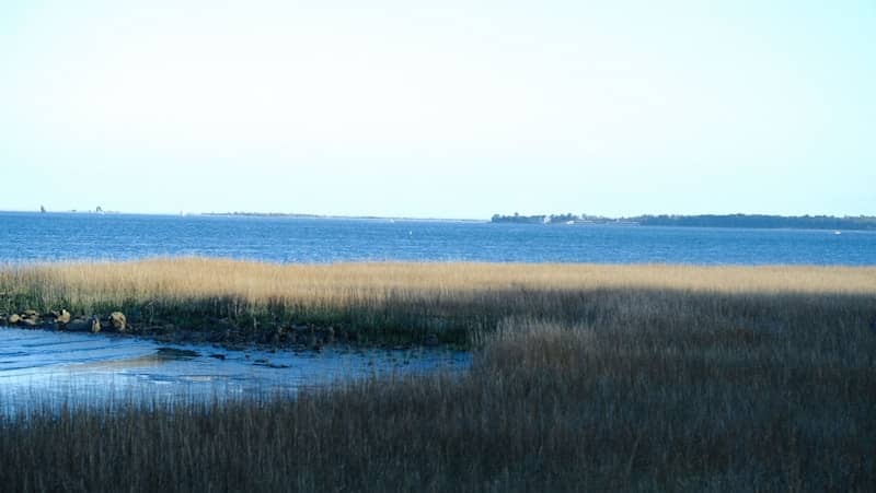 Tall grass grows by the calm blue ocean water.
