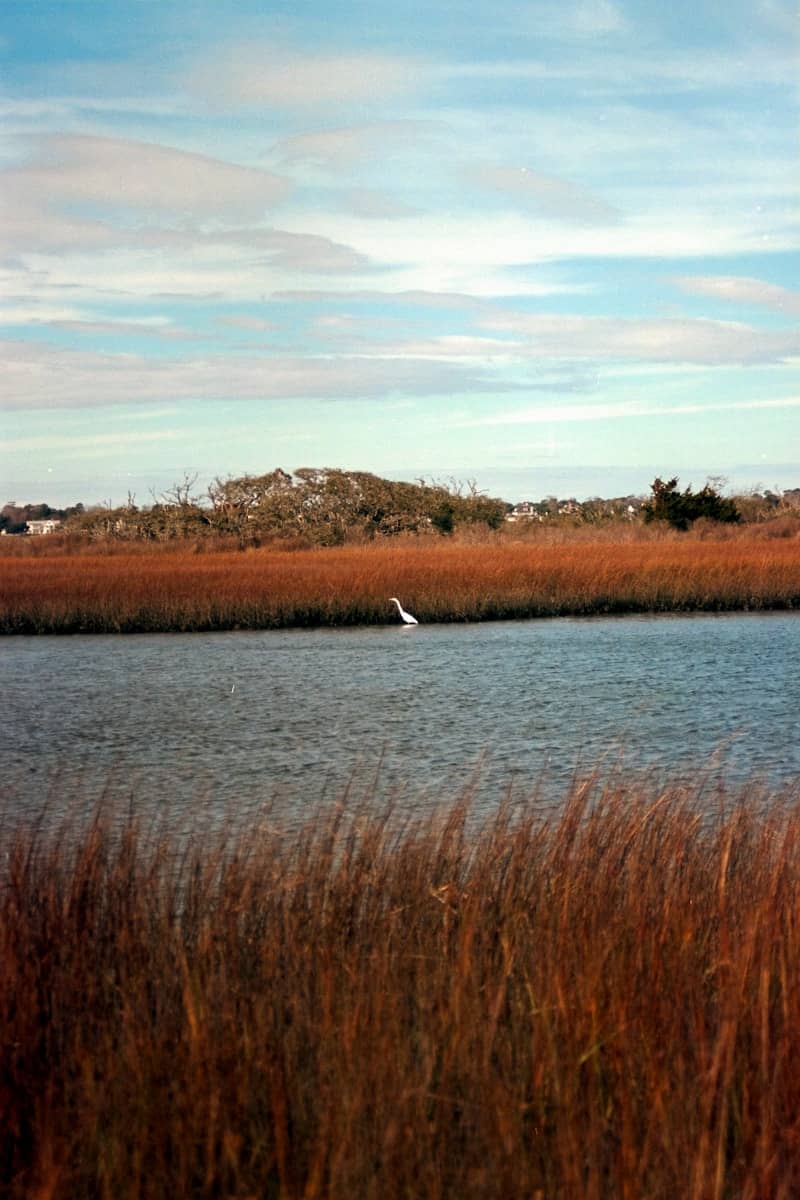 A white egret stands in shallow water with tall reeds.