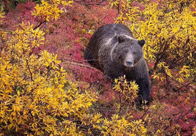 Dennis Plank's crop with the bear higher in the frame