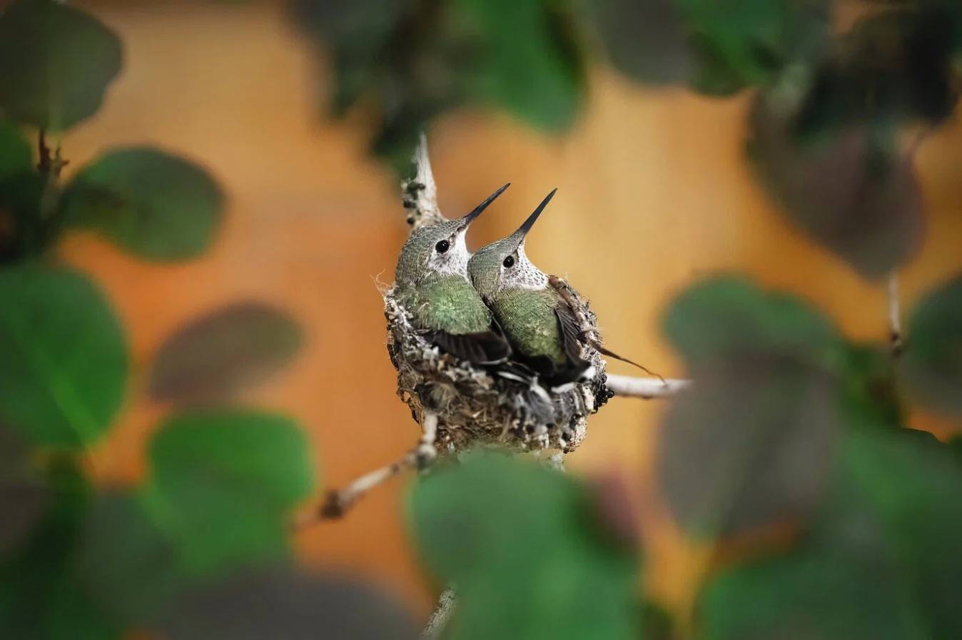 hummingbirds