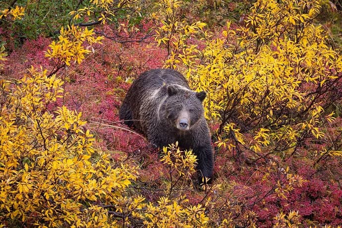 Bearrying, Marylynne Diggs's original