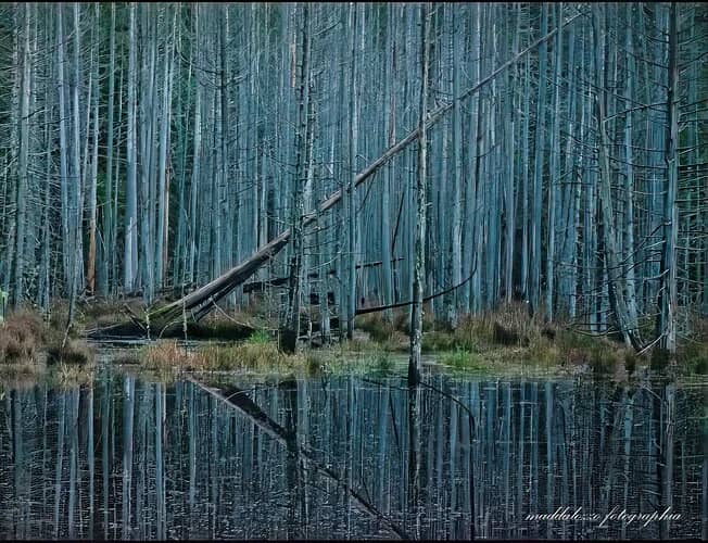 Michael Lowe's crop without the green shrub