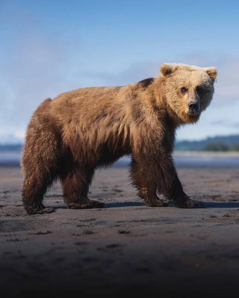 grizzly bear