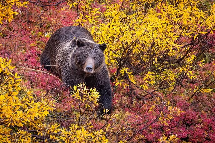 Bear in fall colors by Marylynne Diggs