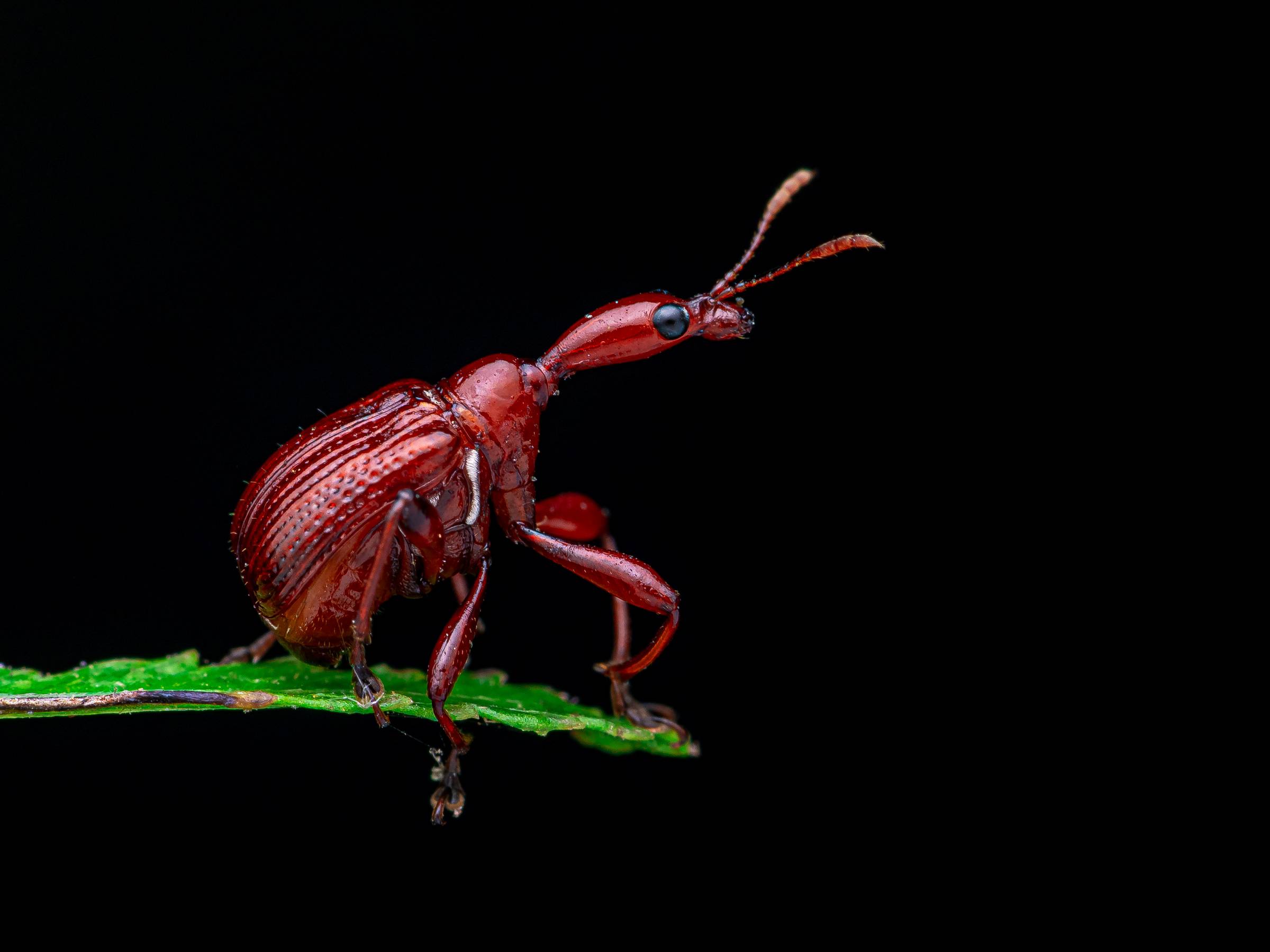 Potter wasp photograph by Bidyut Kalita