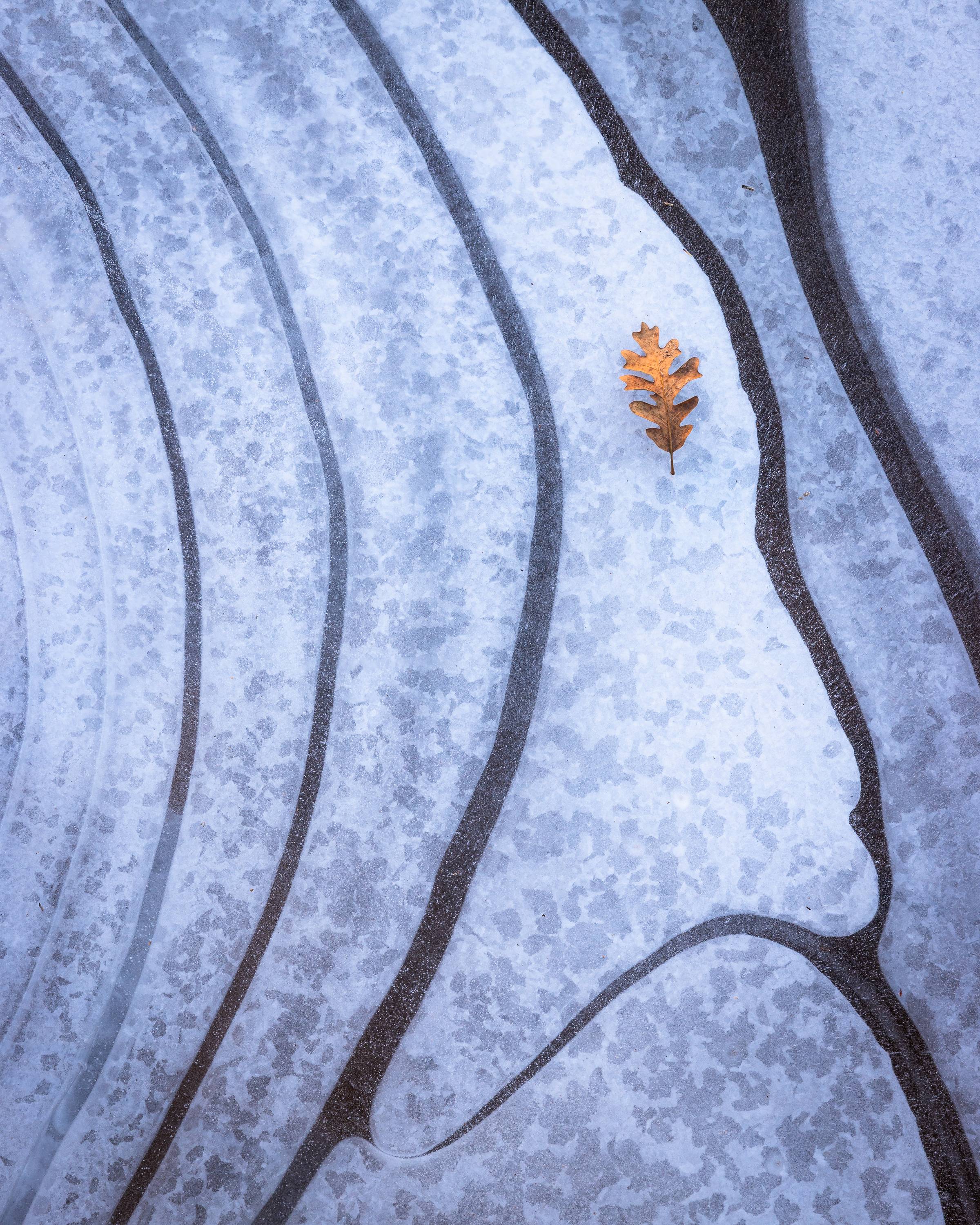 leaf on ice