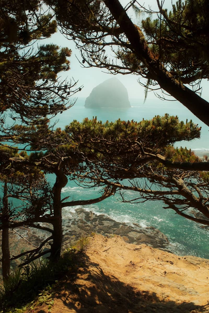 Ocean view through pine trees with rocky shore.