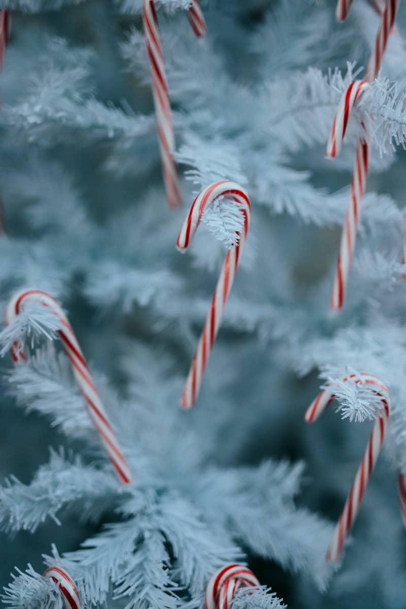 white and red plant covered with snow