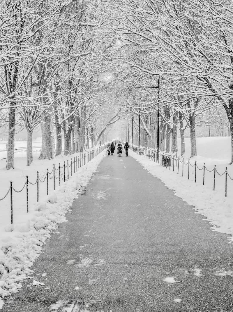 People walk down a snow-covered park path lined with trees.