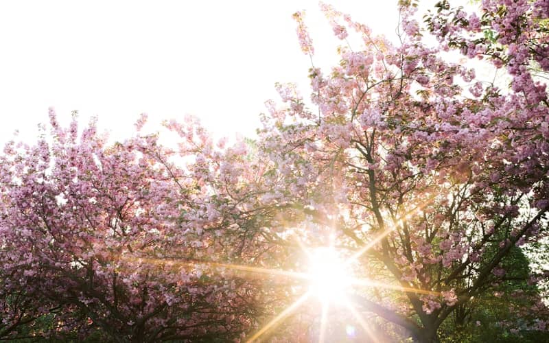 Sunlight shines through pink blooming trees.