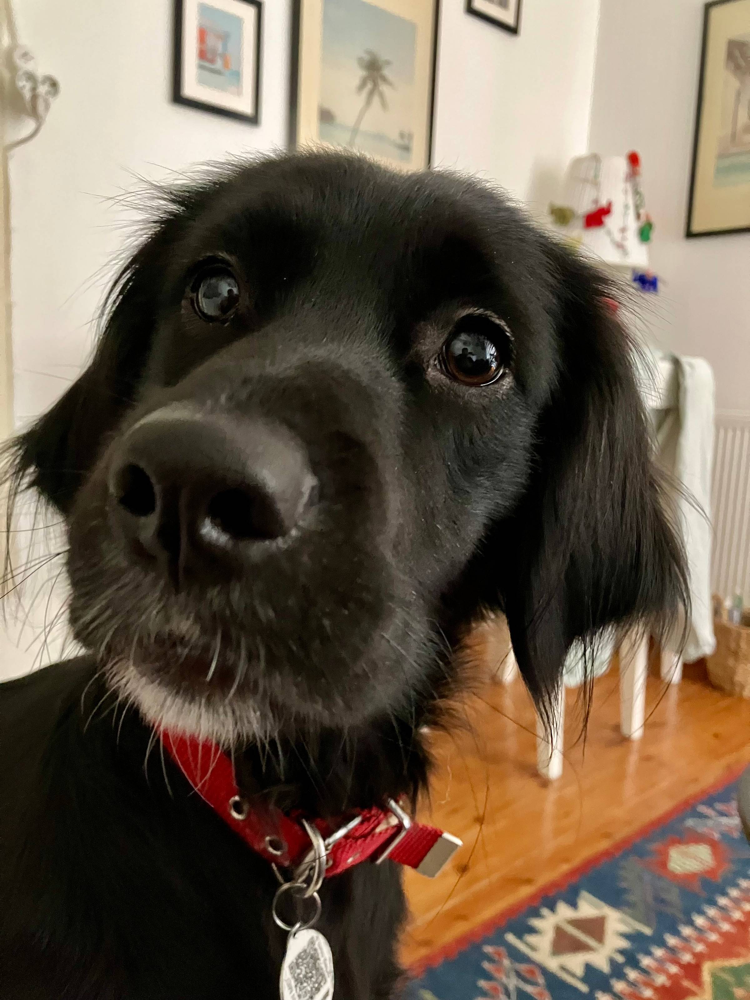 Kuzu - a black dog - close-up photo