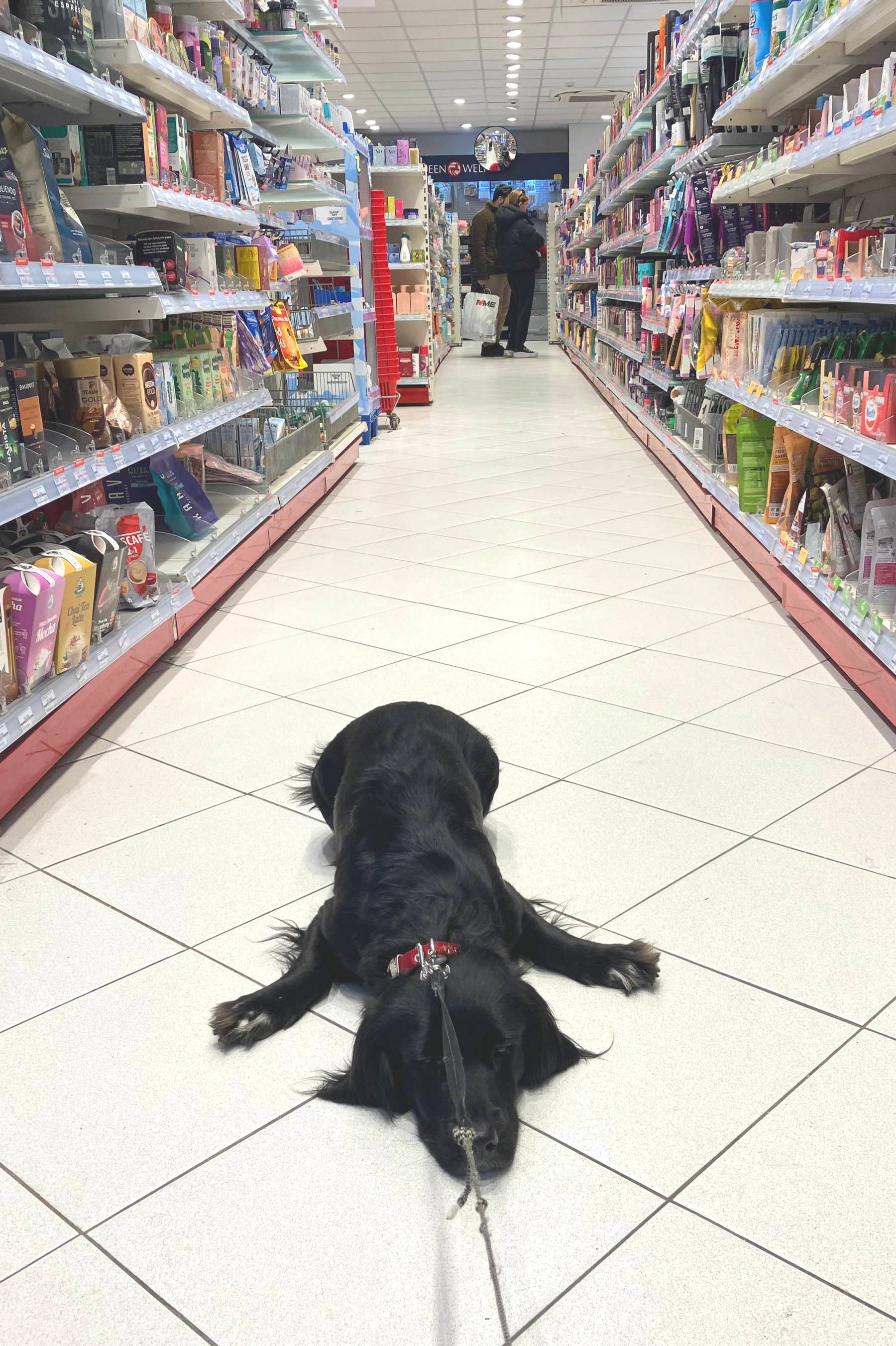 Dog with arms stretched on a store's floor.