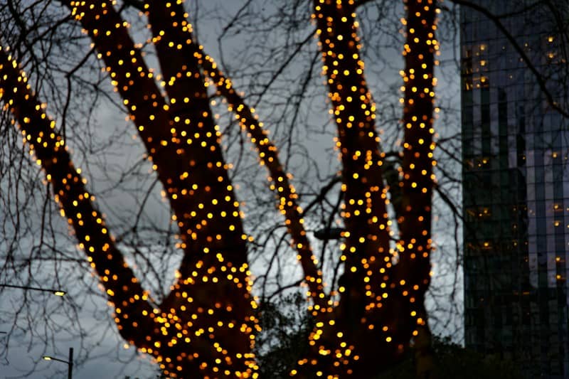 Bare tree trunks wrapped in glowing yellow fairy lights against a dark evening sky