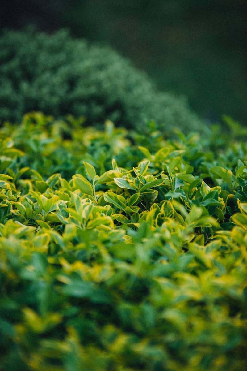 Lush, green leaves form a vibrant garden scene.