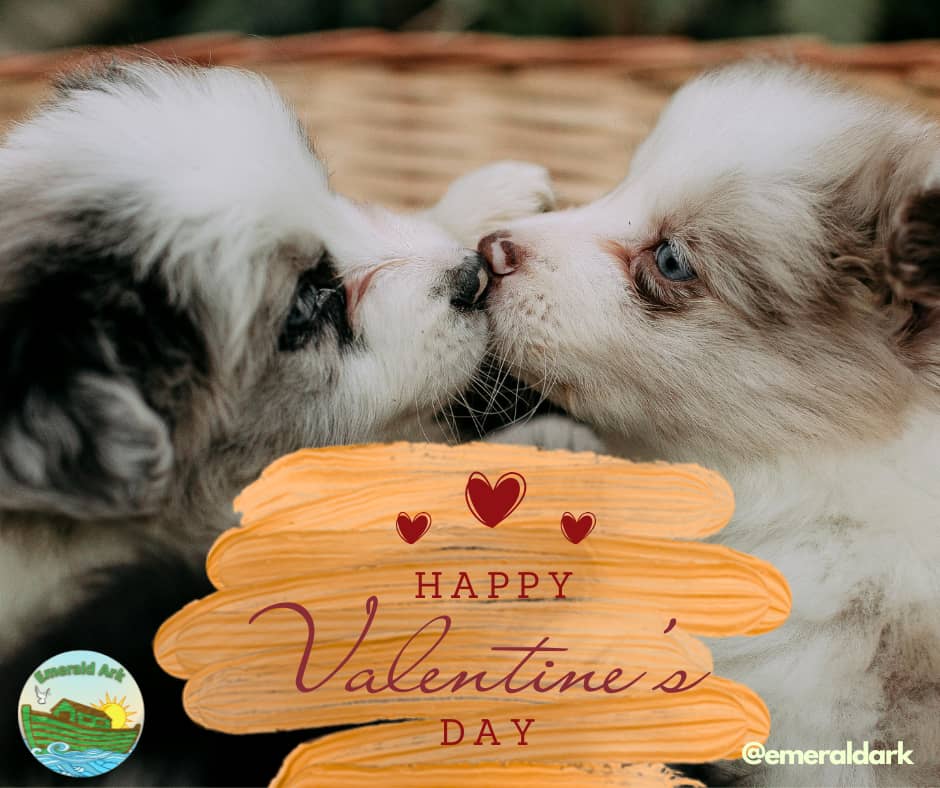 Happy Valentines Day