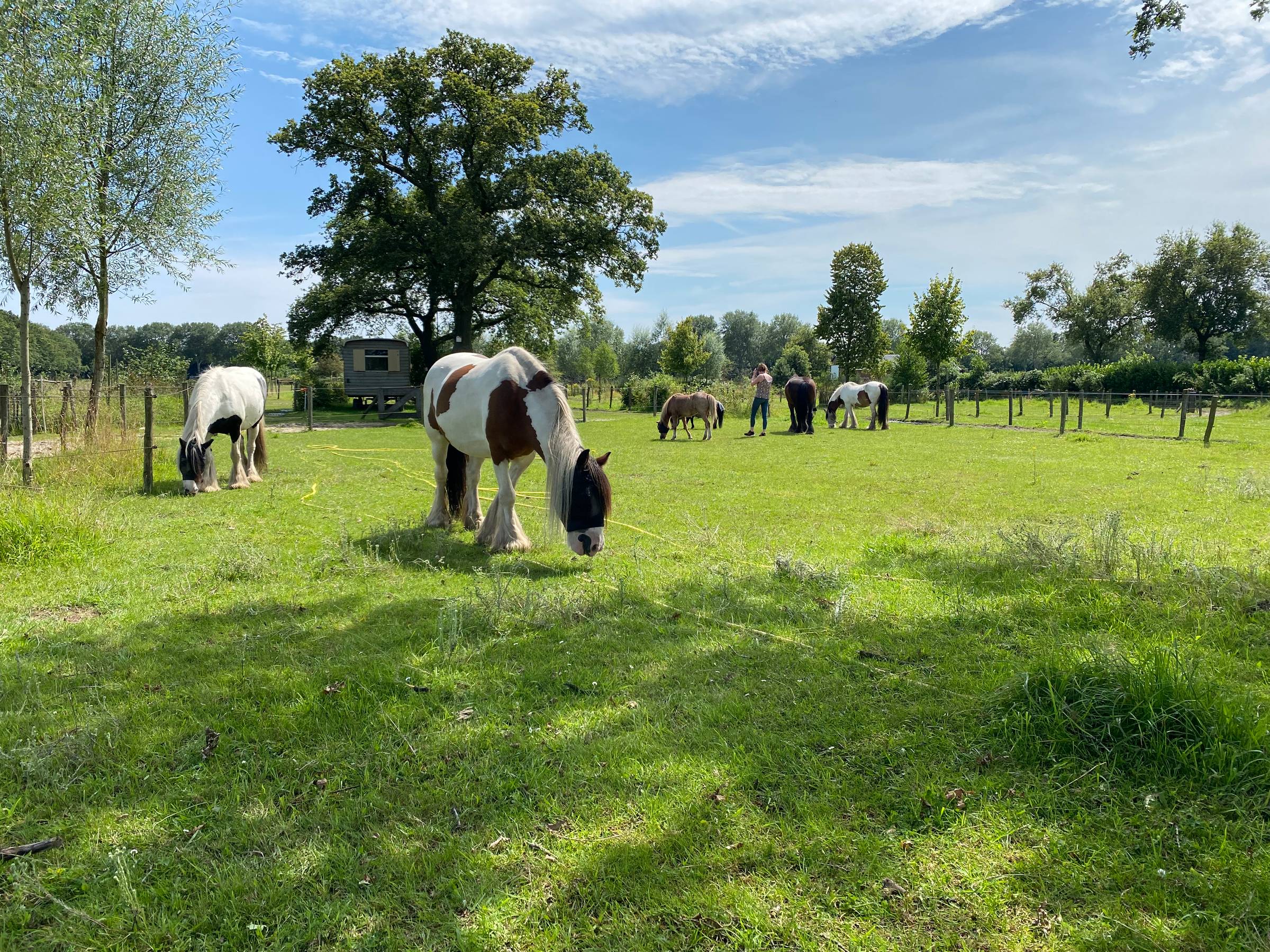 Blog:'waarom HSP’s zoveel dragen – en wat paarden je leren over loslaten.'