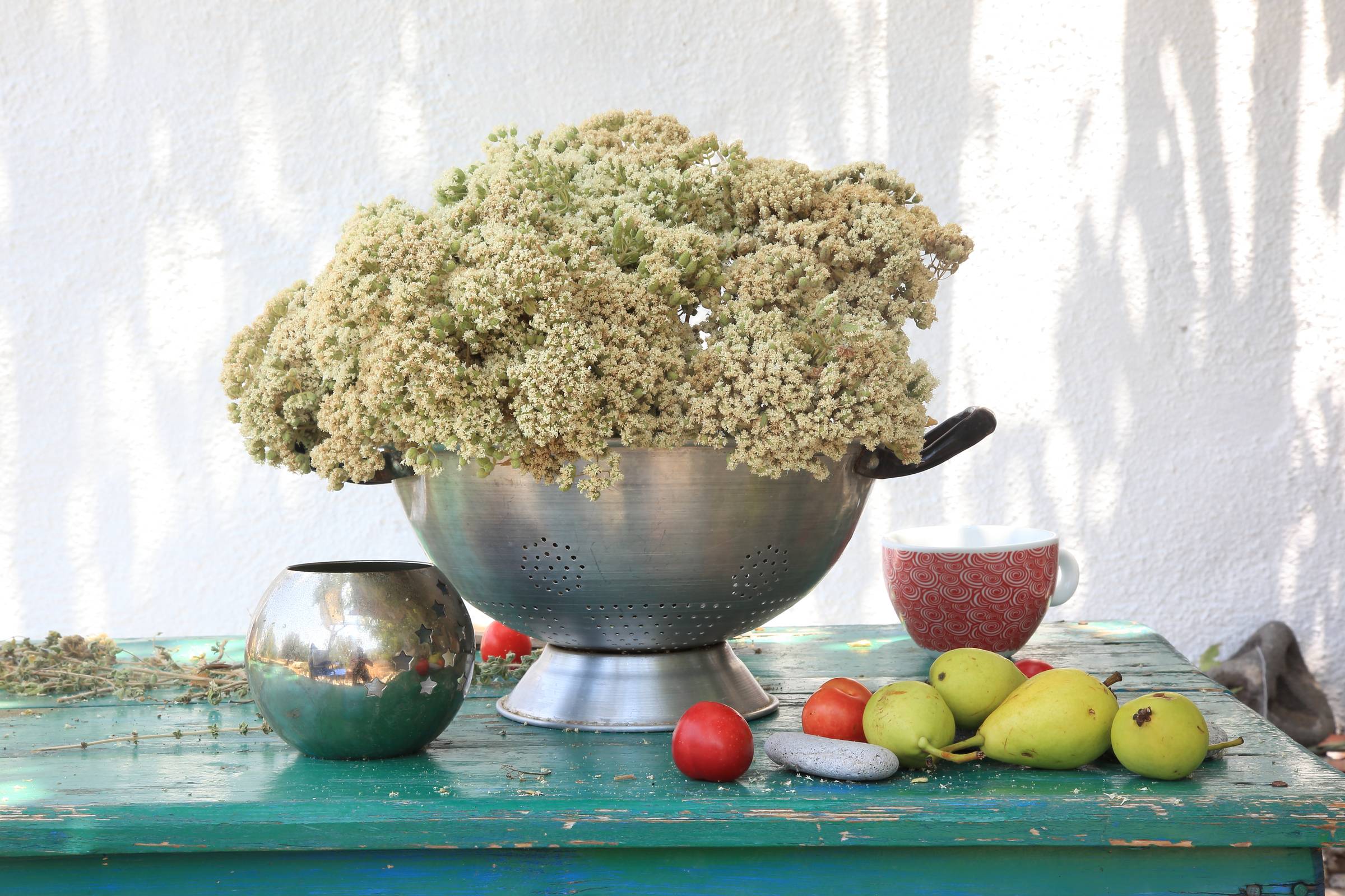 Oregano blossoms in May--come to the harvest.