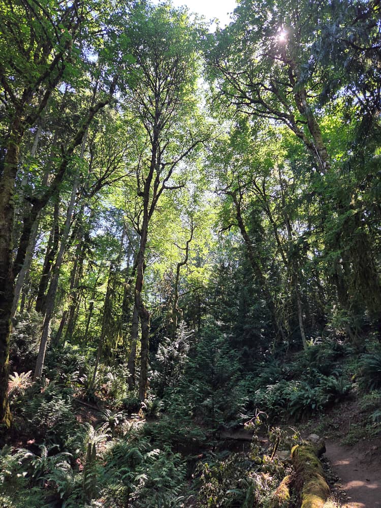 A forest in the Pacific Northwest