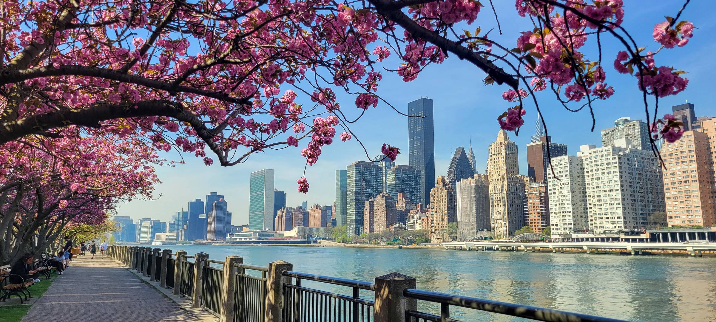 Manhattan skyline seen through pink cherry blossoms along the Roosevelt Island promenade in New York City ©Stephanie Dosch | theViatrix Luxury Travel